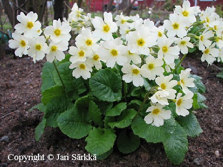 Primula Pruhoniciana-Ryhm 'John Mo'